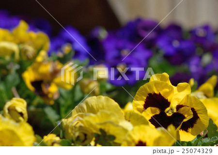 パンジー 25074329