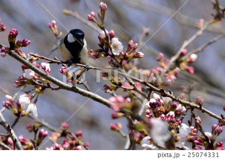 桜とシジュウカラ 25074331