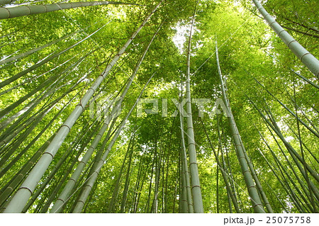 日本の竹 その1。 Japanese bamboo 日本の竹 その1。 Japanese bamboo 25075758