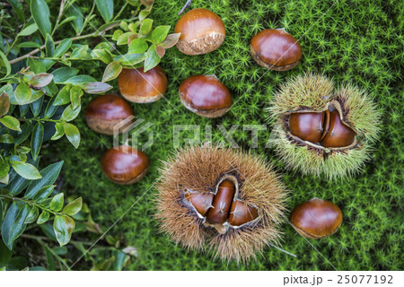 秋の栗拾い 秋の栗拾い 25077192
