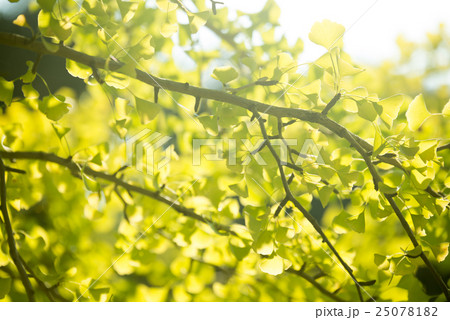 イチョウ イチョウ 25078182