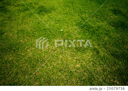 green grass natural background texture. 25079736