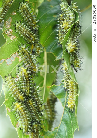 生き物 昆虫 ヒメクロイラガ、幼虫がクヌギの葉にびっしり。離れて見ると意外と目立ちません 生き物 昆虫 ヒメクロイラガ、幼虫がクヌギの葉にびっしり。離れて見ると意外と目立ちません 25080090