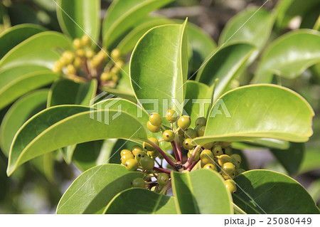 クロガネモチ クロガネモチ 25080449