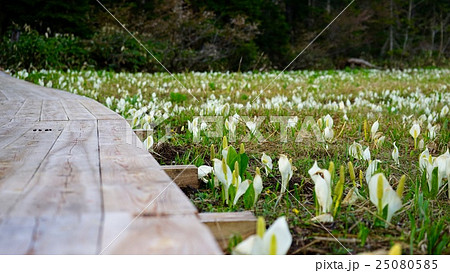 木道と水芭蕉 25080585