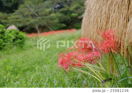 里山の彼岸花と稲　 25081236