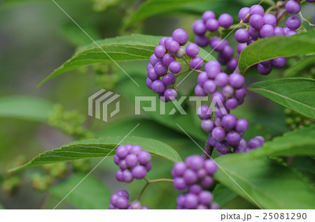 紫色が鮮やかなコムラサキの実 紫色が鮮やかなコムラサキの実 25081290