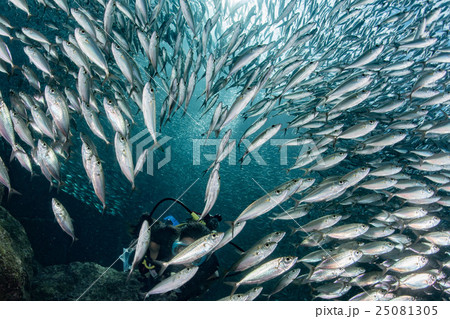 Beaytiful Latina Diver Inside a school of fish Beaytiful Latina Diver Inside a school of fish 25081305