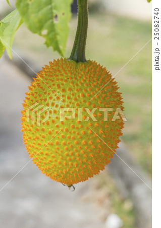 Spring Bitter Cucumber Spring Bitter Cucumber 25082740