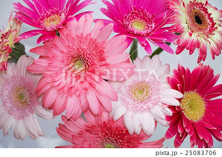 ガーベラの花束の写真素材
