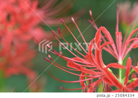 秋の炎　曼殊沙華 25084334