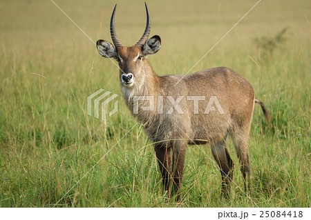 Portrait of a Waterbuck bullの写真素材 [25084418] - PIXTA