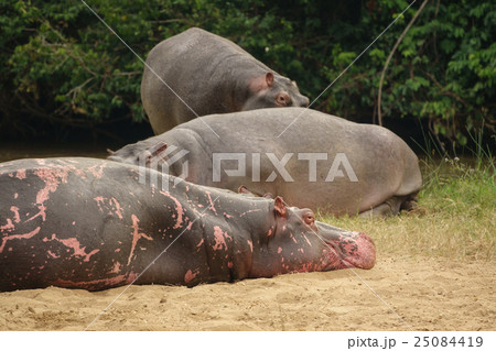 Hippopotamus 25084419