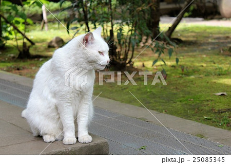 外にいる白い猫 横顔 愛宕神社 の写真素材