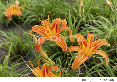 クワンソウ 25085380