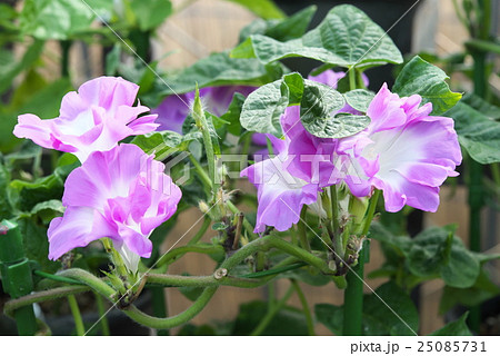 アサガオ97 25085731