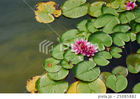 Beautiful blooming flower - pink water lily on a Beautiful blooming flower - pink water lily on a 25085882