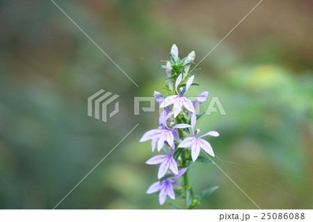 サワギキョウの花 サワギキョウの花 25086088