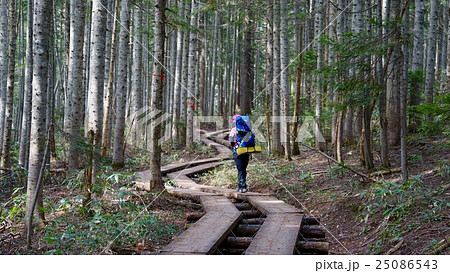三平峠の頂上付近の樹林帯と木道 三平峠の頂上付近の樹林帯と木道 25086543
