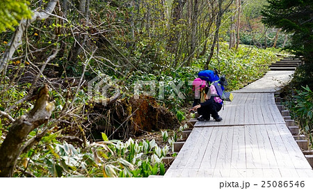 広い木道にしゃがんで水芭蕉の観察 広い木道にしゃがんで水芭蕉の観察 25086546
