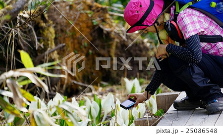 水芭蕉の接写 25086548