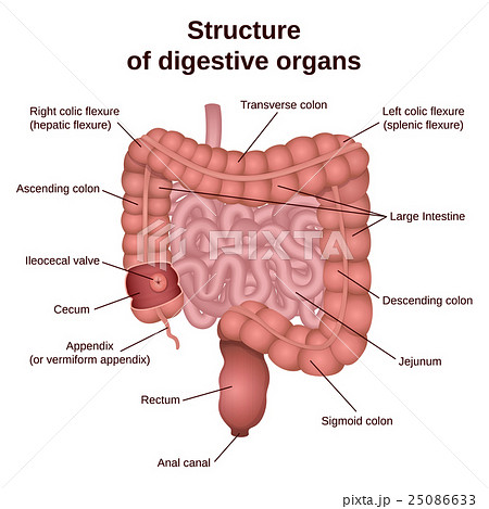 digestive tract image intestine 25086633