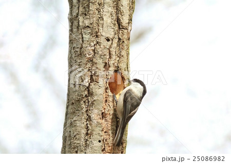 巣穴を掘るコガラ 1 巣穴を掘るコガラ 1 25086982