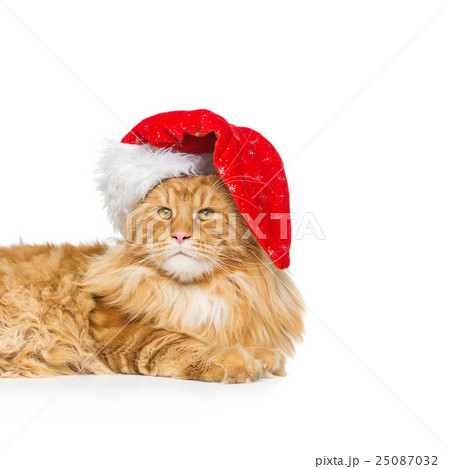 Big ginger cat in christmas hat 25087032