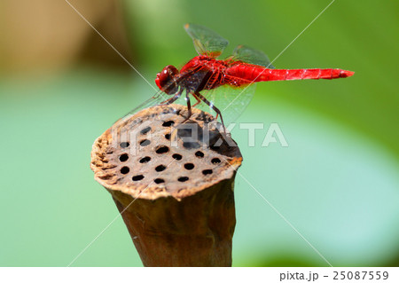 赤とんぼ 25087559