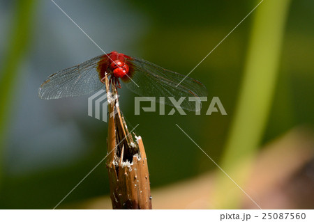 赤とんぼ 25087560