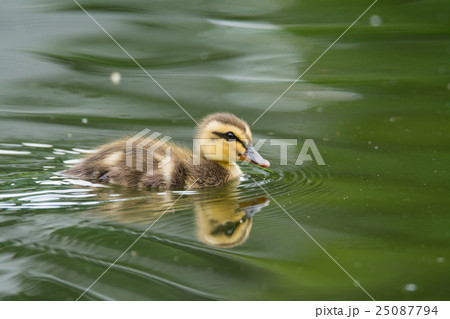 カルガモのヒナ 25087794