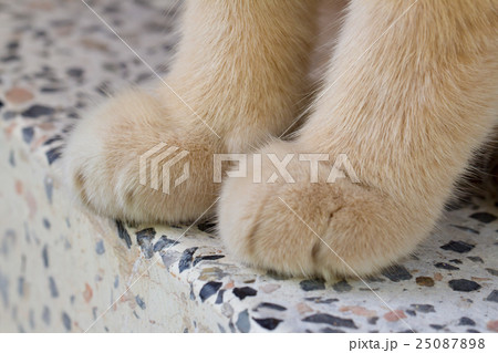 Cat paws  25087898