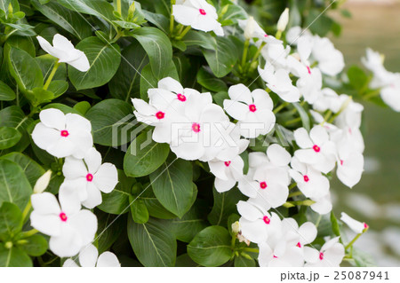 White Vinca flowers  25087941