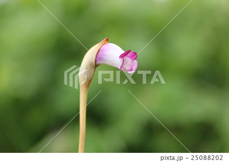 ナンバンギセル 南蛮煙管 面白い花の写真素材
