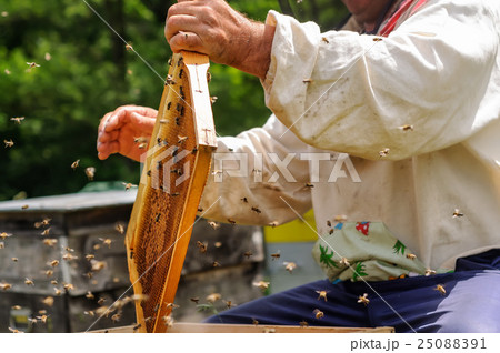 Beekeeper is working with bees on the apiary. 25088391