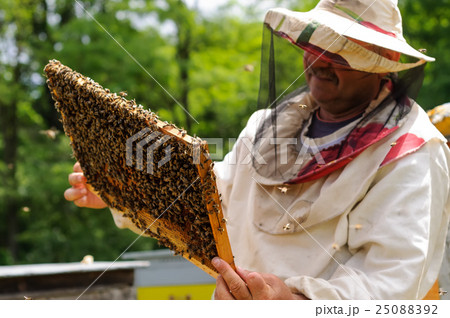Beekeeper holding frame of honeycomb with bees Beekeeper holding frame of honeycomb with bees 25088392