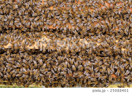 The bees inside the hive is placed on the combs 25088401