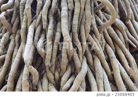 tree roots root background nature big life trunk 25088403