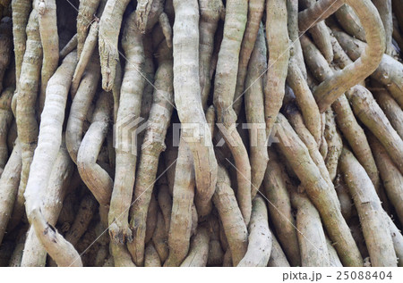 tree roots root background nature big life trunk tree roots root background nature big life trunk 25088404