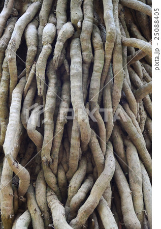 tree roots root background nature big life trunk tree roots root background nature big life trunk 25088405