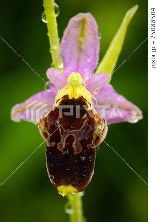 Late Spider Orchid, Ophrys holosericea, flowering Late Spider Orchid, Ophrys holosericea, flowering 25088504