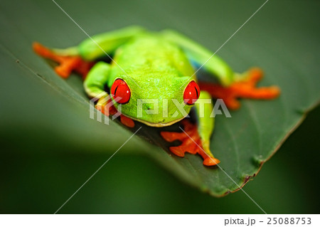 Red-eyed Tree Frog, Agalychnis callidryas Red-eyed Tree Frog, Agalychnis callidryas 25088753