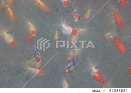 水元公園の金魚(全景) 水元公園の金魚(全景) 25088822
