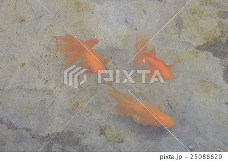 水元公園の金魚（アカデメキン） 25088829