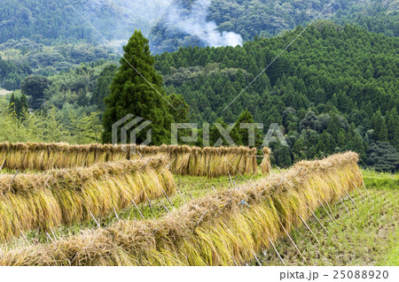 田園風景　稲木　稲掛け 25088920