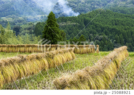 田園風景　稲木　稲掛け 25088921