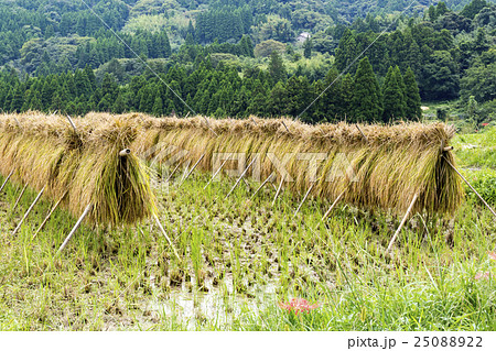 田園風景　稲木　稲掛け 25088922