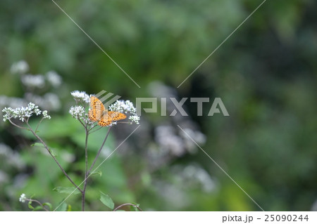 ヒヨドリバナで吸蜜のメスグロヒョウモン雄 ヒヨドリバナで吸蜜のメスグロヒョウモン雄 25090244