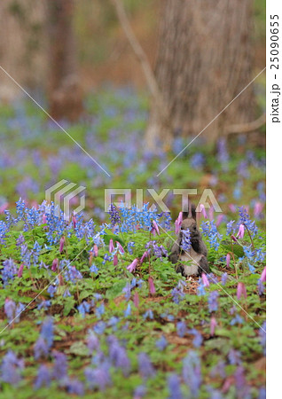 お花畑のエゾリス お花畑のエゾリス 25090655