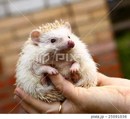 hedgehog in human hand close up photo 25091036
